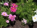flowers20140714_3477.jpg