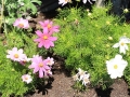 flowers20140714_3479.jpg