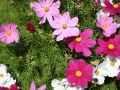 flowers320140714_3643.jpg